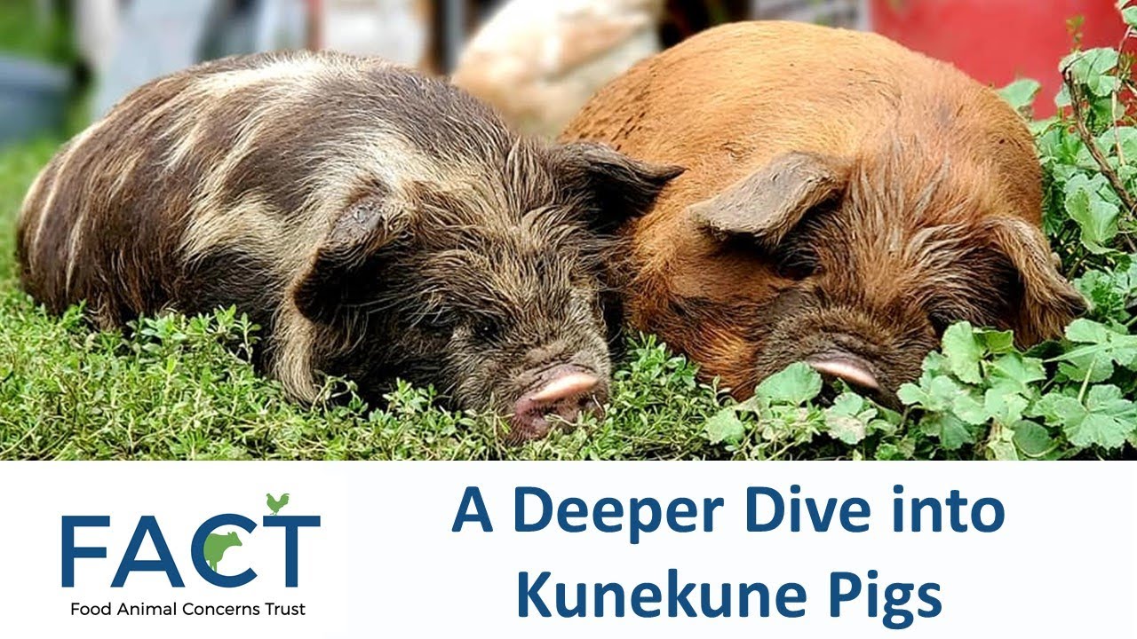 A Deeper Dive into Kunekune Pigs