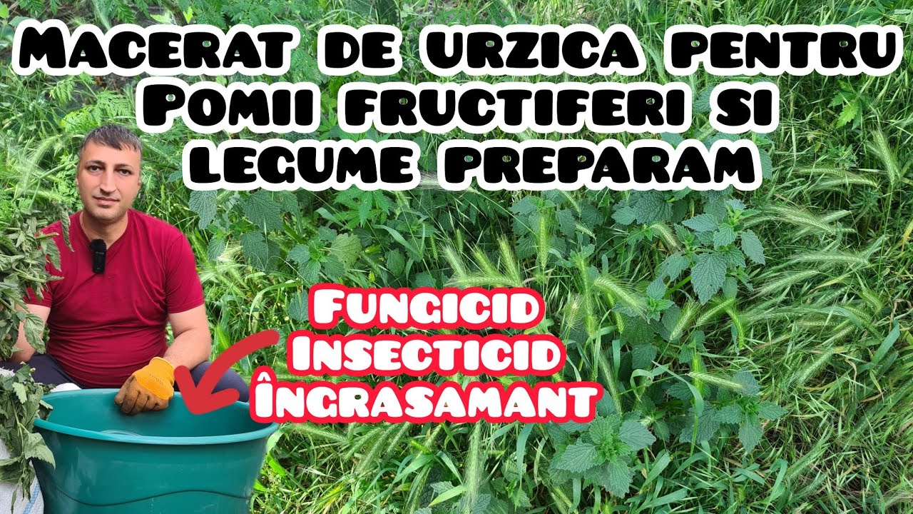 Superformula naturală pentru legume și pomi fructiferi: Maceratul de urzică !