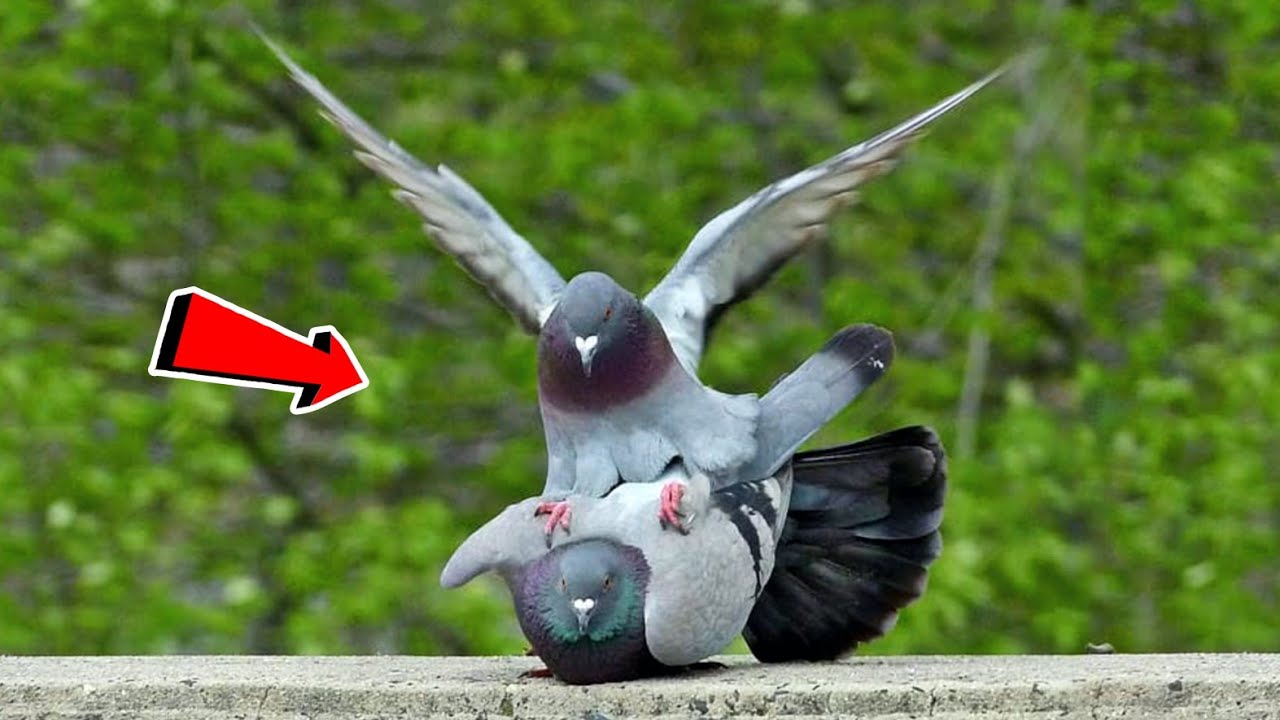 طريقة تزاوج الحمام بسرعه👌