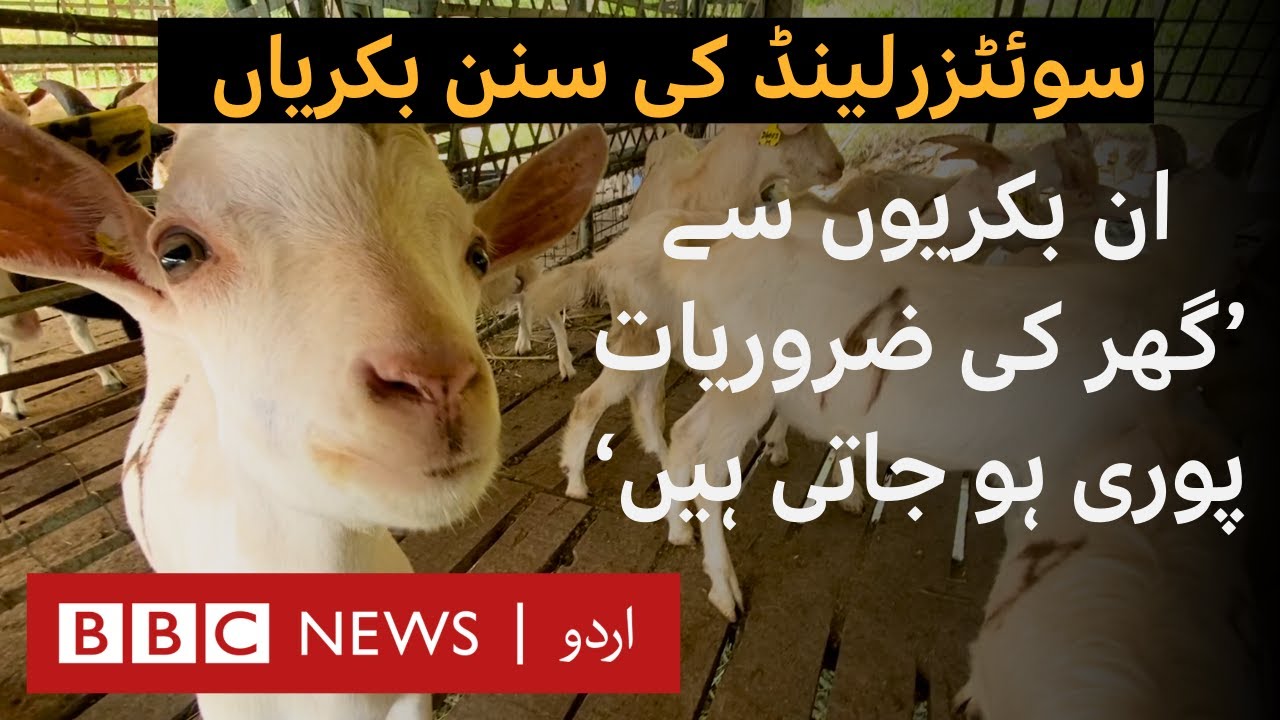 Swiss Goats in Swat: How Saanen's High Milk Production Is Easing Household Budgets - BBC URDU