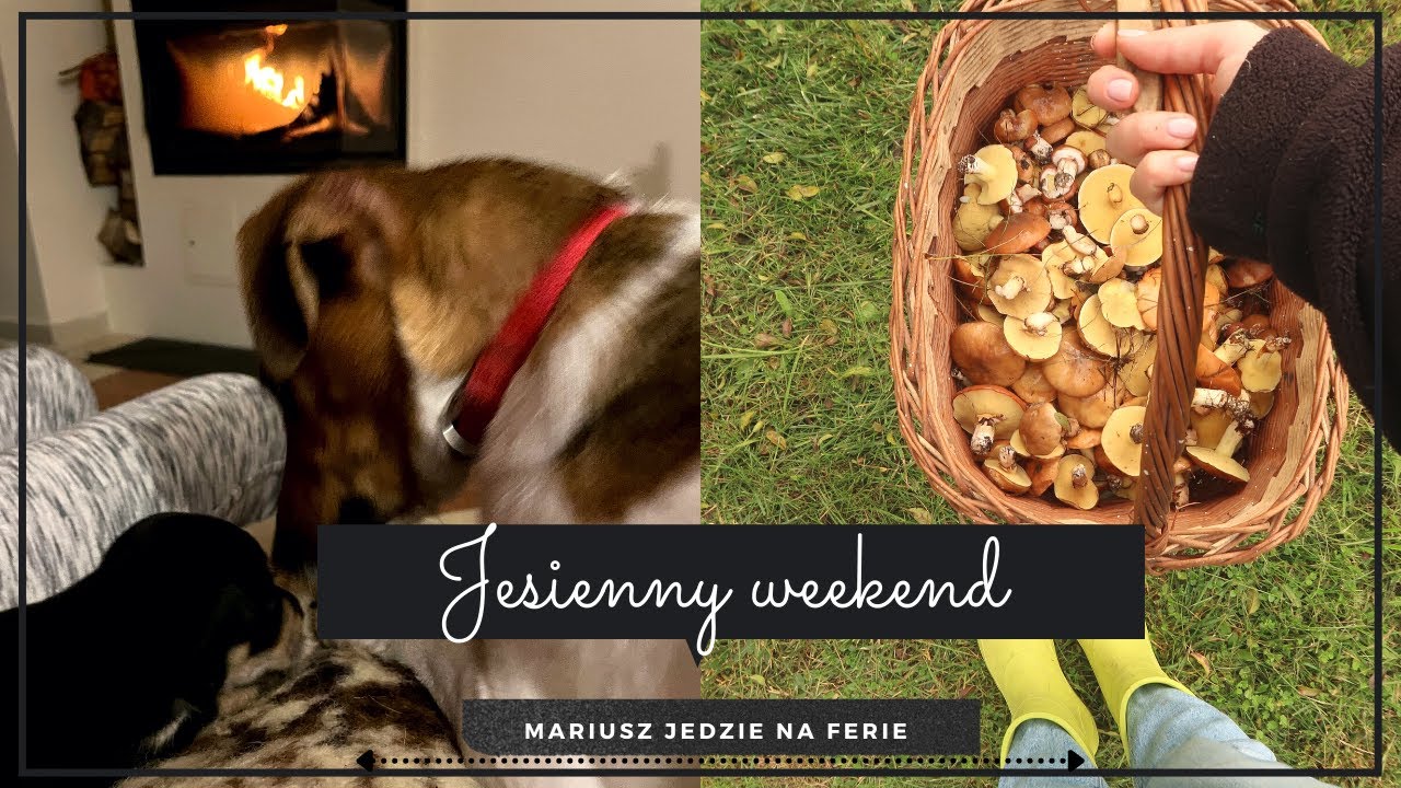 Jesienny, spokojny weekend 🍂 Mariusz jedzie na ferie 🐶