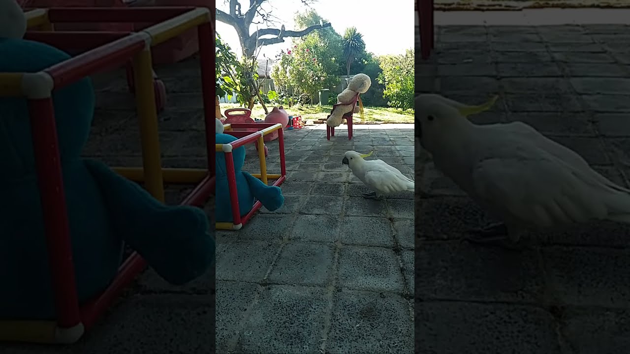 A Calm Morning with Wild Cockatoos🌱 #birds #trending #cockatoo #viralshort #subscribe