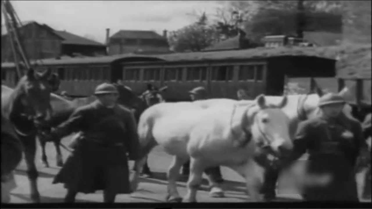 Białe róże Rozkwitały pąki białych róż- Buds of white roses flowered- Polish patriotic song