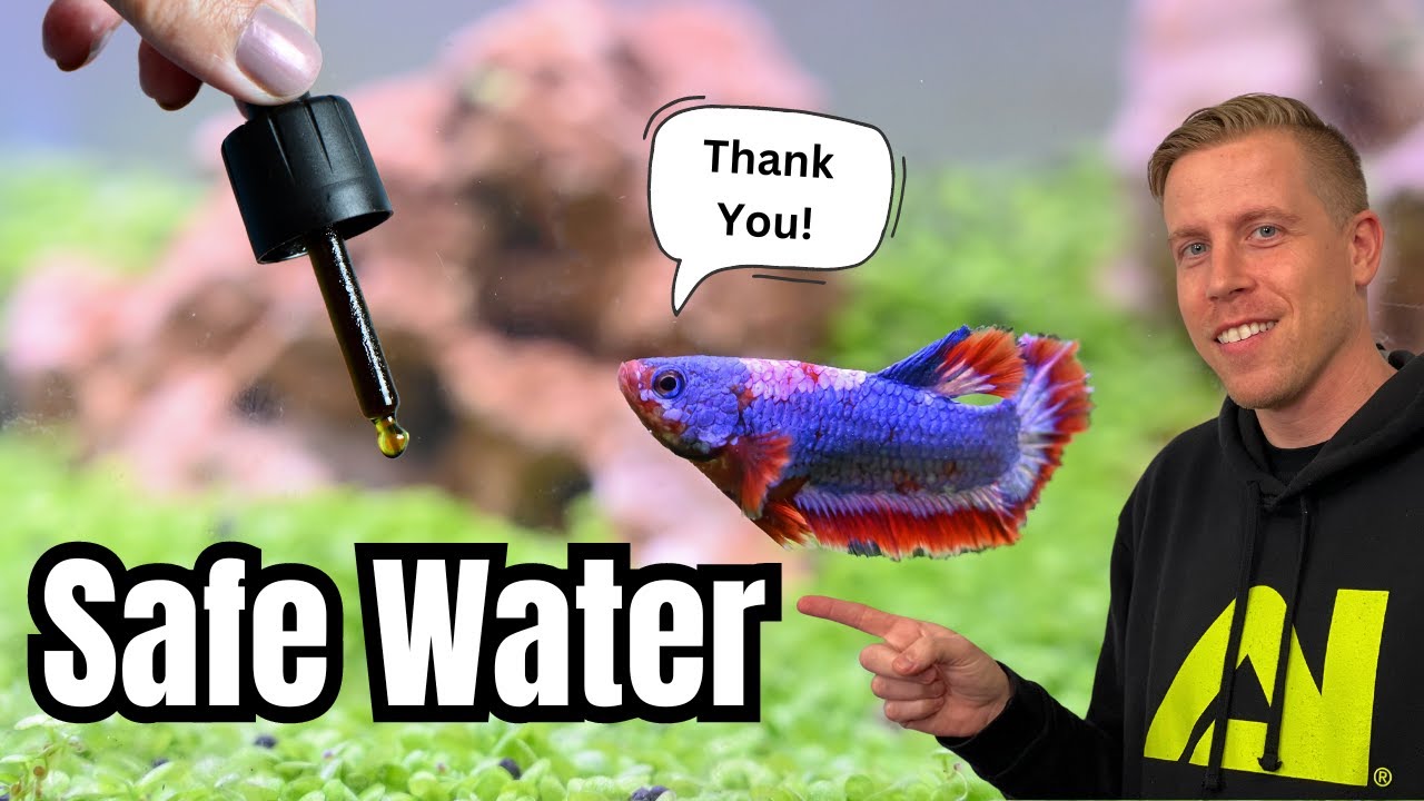 How to Condition SAFE Water for Betta Fish - REACTION
