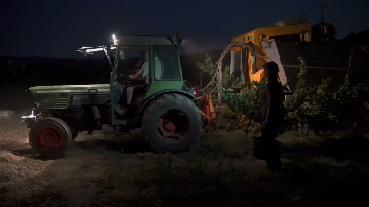 Vendanges nocturnes au domaine les quatre amours