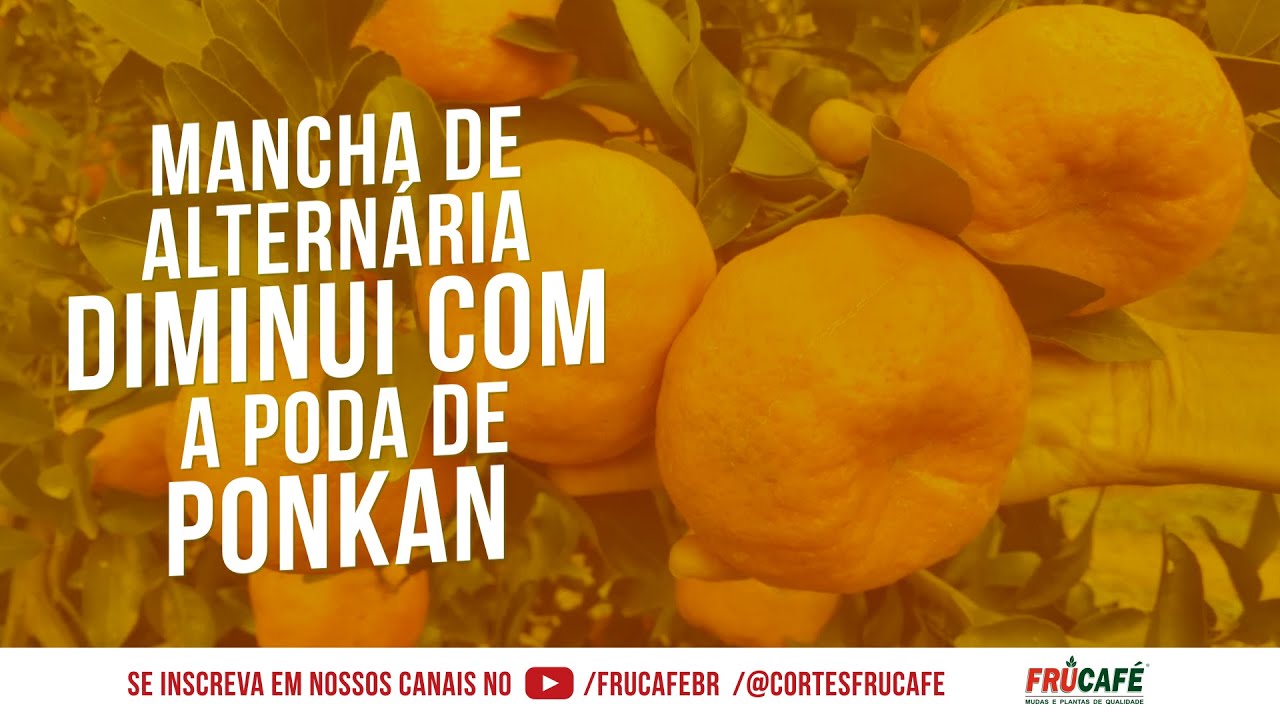 Mancha de Altern&aacute;ria Diminui com a Poda Correta na Ponkan.