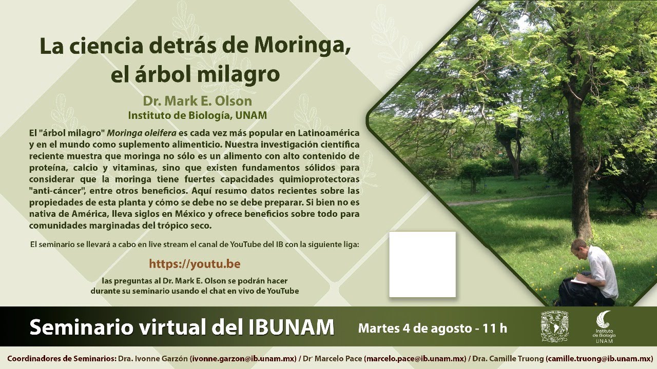 La ciencia detrás de Moring, el árbol milagro