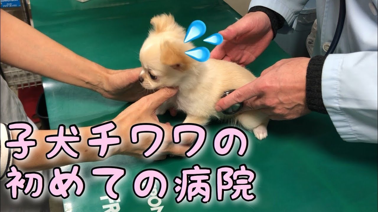 🔴子犬チワワのはじめての病院【みるく】【可愛い】【dog】【puppy】
