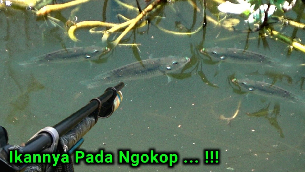 Melipir Sawah Dan Empang Dekat Pemukiman | Menembak Ikan Nila