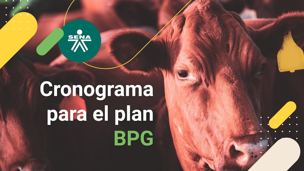 Cronograma para el plan BPG