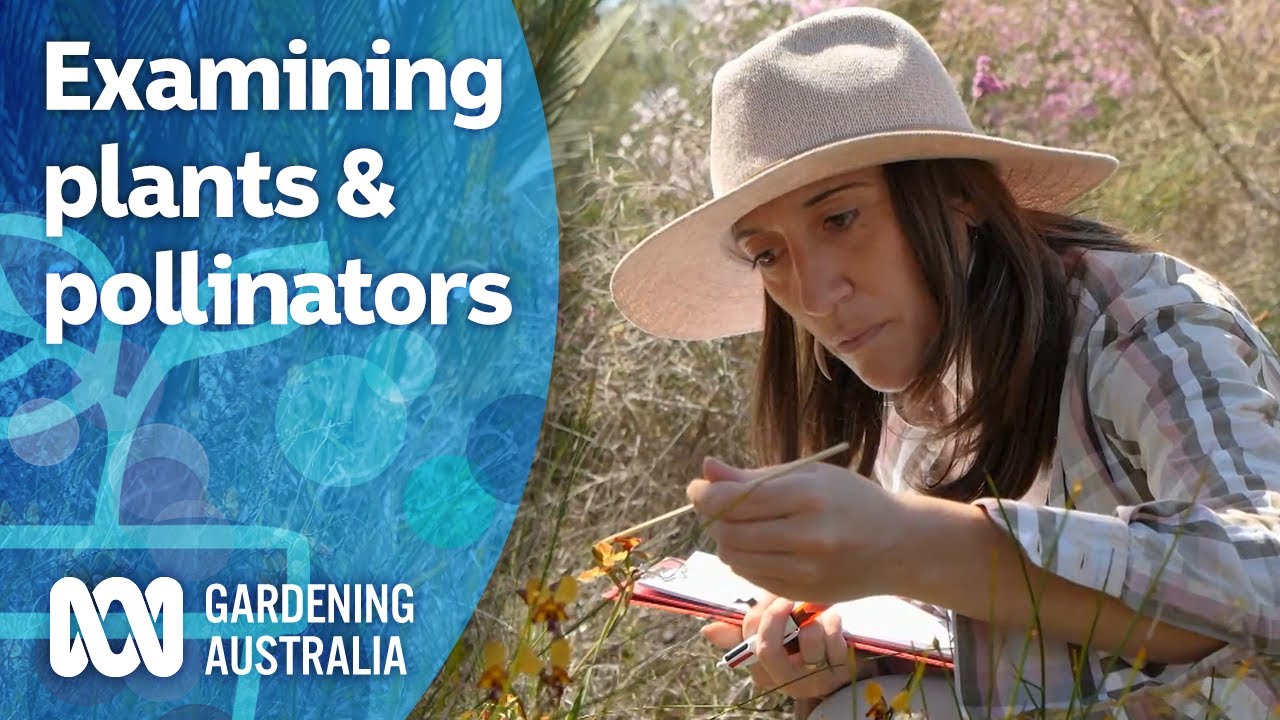 Examining the relationship between plants and pollinators | My Garden Path | Gardening Australia