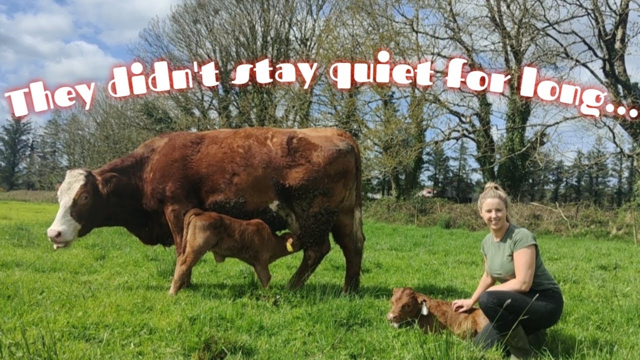 SPRING CLEAN BUT IN SUMMER & CALVES KEEPING ME BUSY