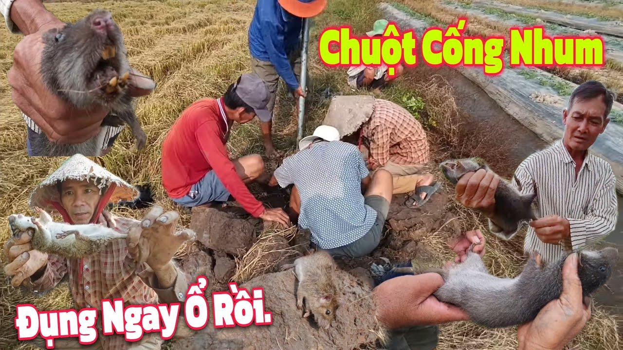 Hàng Hiếm Đi Bắt Chuột Gặp hang Cống Nhum To Đùng Món Nướng Muối ớt | Đông Xuân