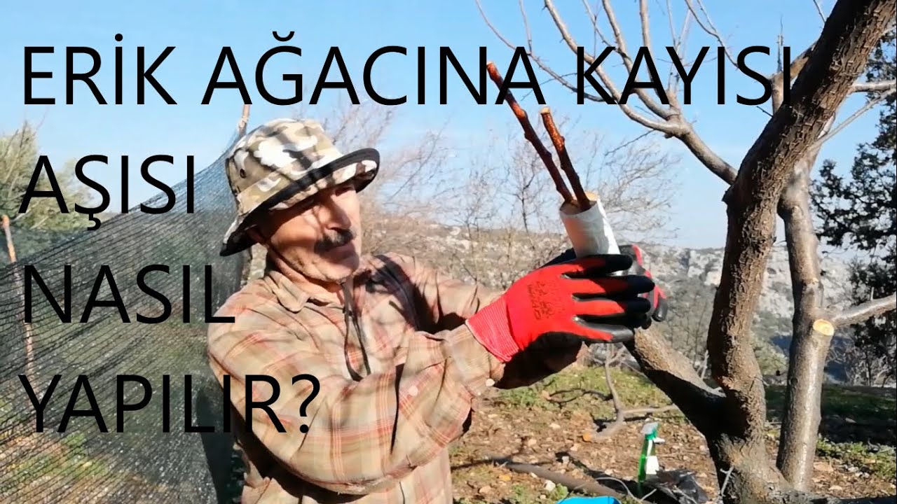 Erik Ağacına Kaysı Aşısı Nasıl Yapılır?