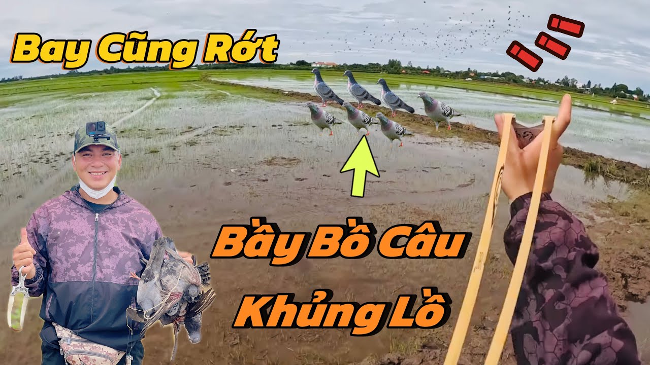 Ná Cao Su Chạm Mặt Bầy B.ồ Câu Khủng Trên Hàng Ngàn Con || Phạm Minh SlingShot