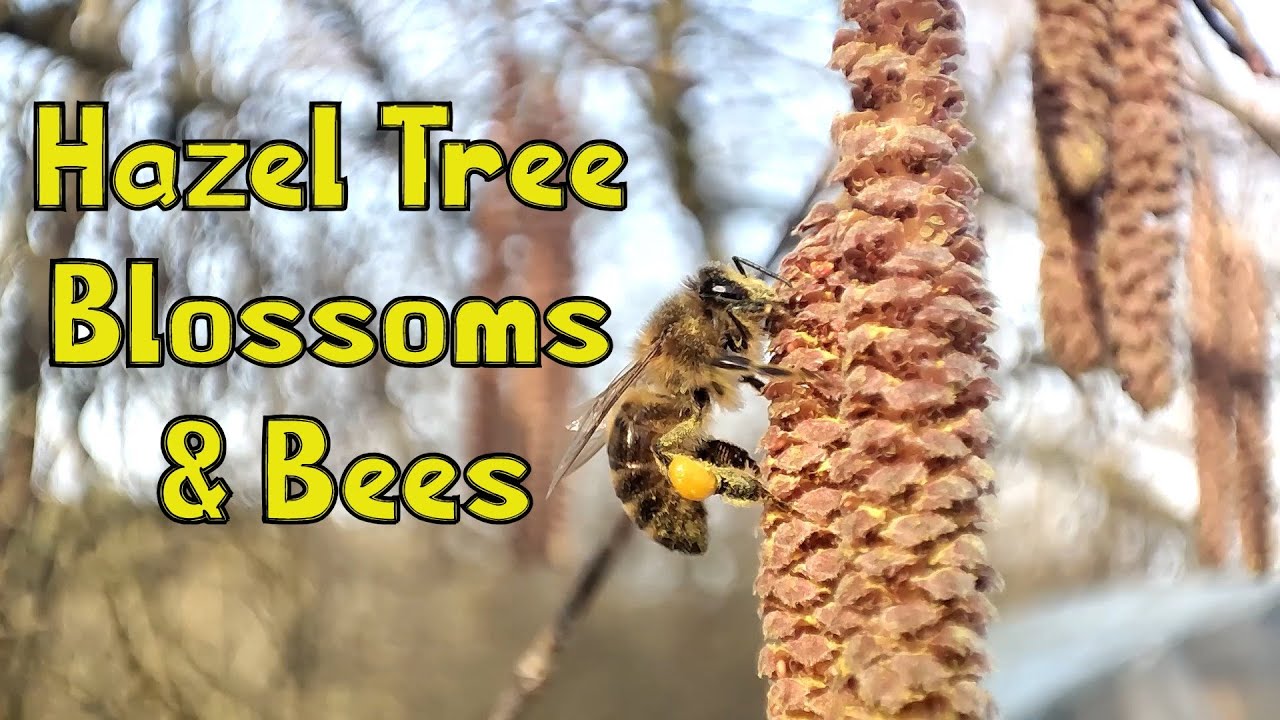 Blossoms 3#. Hazel Tree Blossoms & Bees &ndash; Pollination in Action! | Bitynas