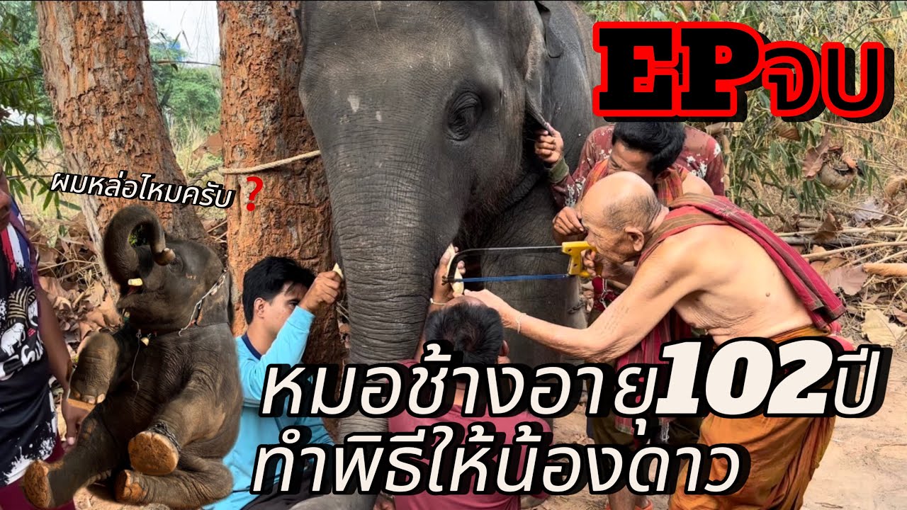 ขนลุก‼️ หมอช้างอายุ102ปีทำพีธี#พลายดาวมงคล