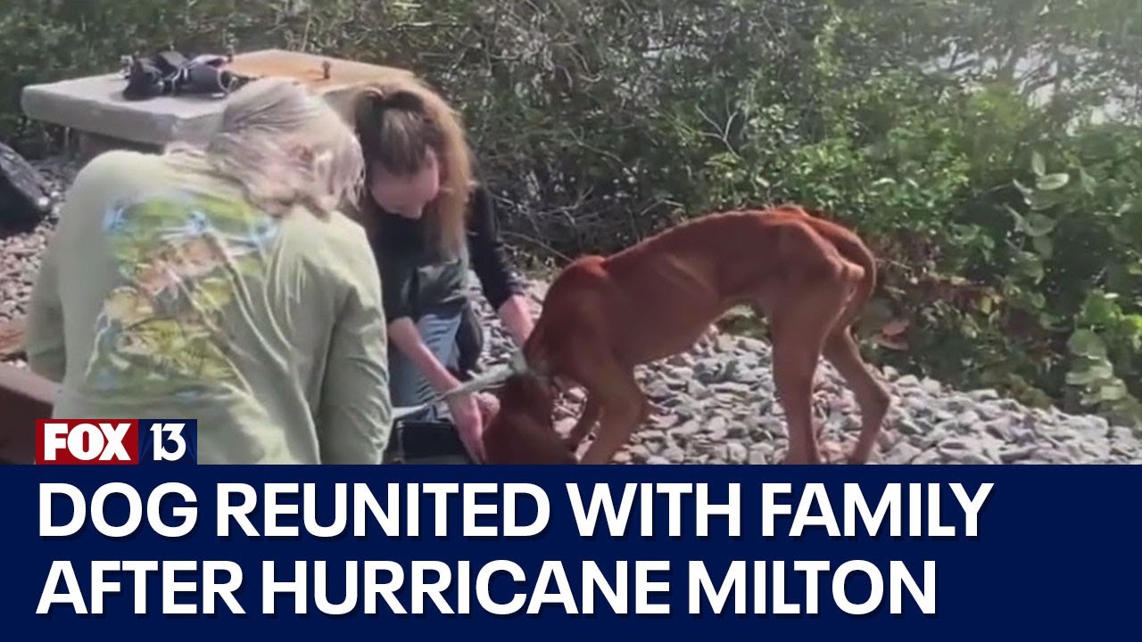 Dog missing since Hurricane Milton reunites with Bay Area family: 'That's my Miles'