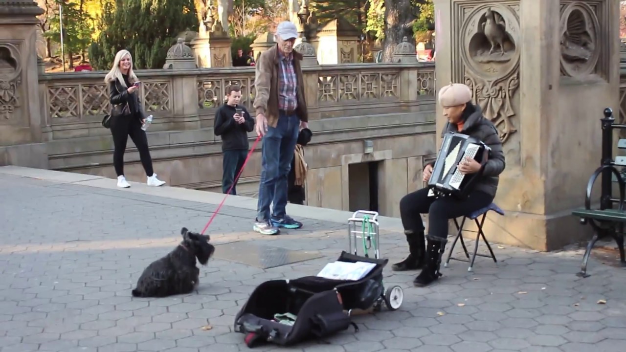 New York Scottie Dog Loving the Accordian