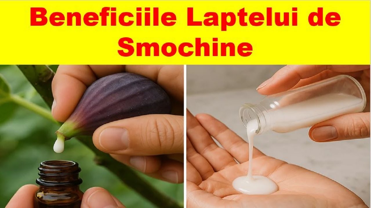 Laptele de Smochine Vindecă Negii și Bătăturile?