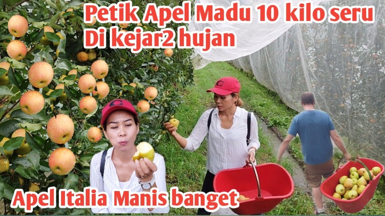 PETIK APEL MADU 10 KILO DI ITALIA DIKEJAR2 HUJAN