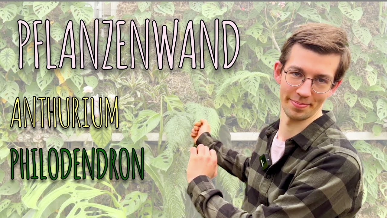 Unsere lebende Wand #anthurium #philodendron #rareplants #fordplants #lebendewand #ford