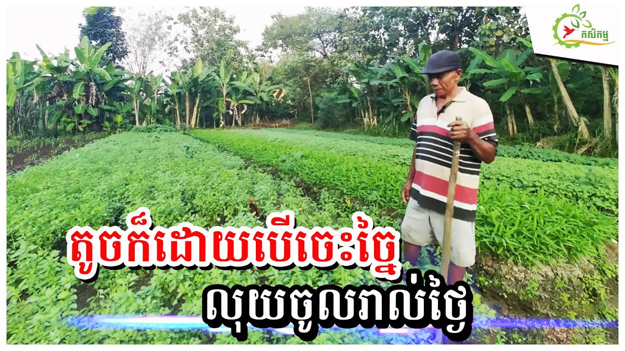 មានដីត្រឹម៧០០ម៉ែត្រ ច្នៃលើករងដាំបន្លែ៥មុខ កាត់លក់រាល់ថ្ងៃ លុយចូលវិលជុំ