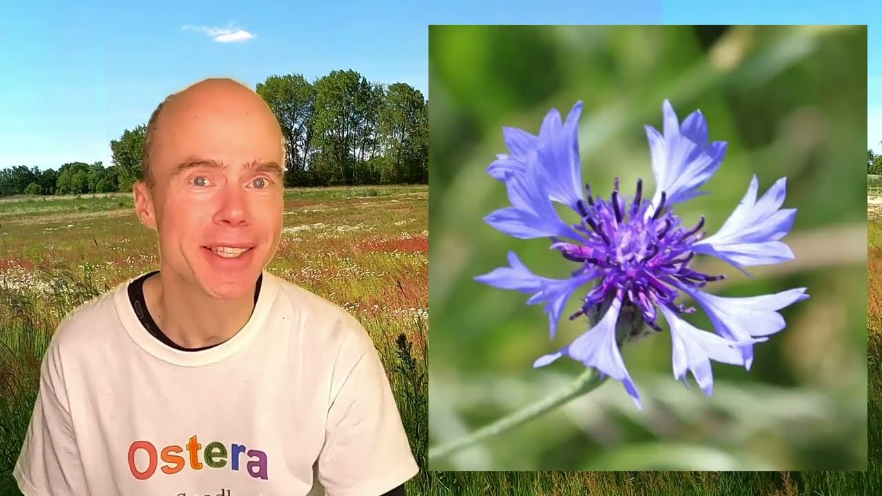 Kornblume (Centaurea cyanus) &ndash; Infos f&uuml;r Garten & Bl&uuml;hfl&auml;che