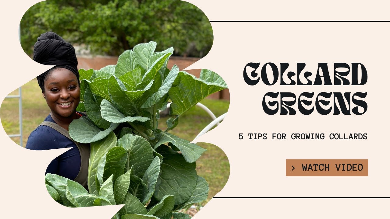 5 Tips for Growing Collard Green