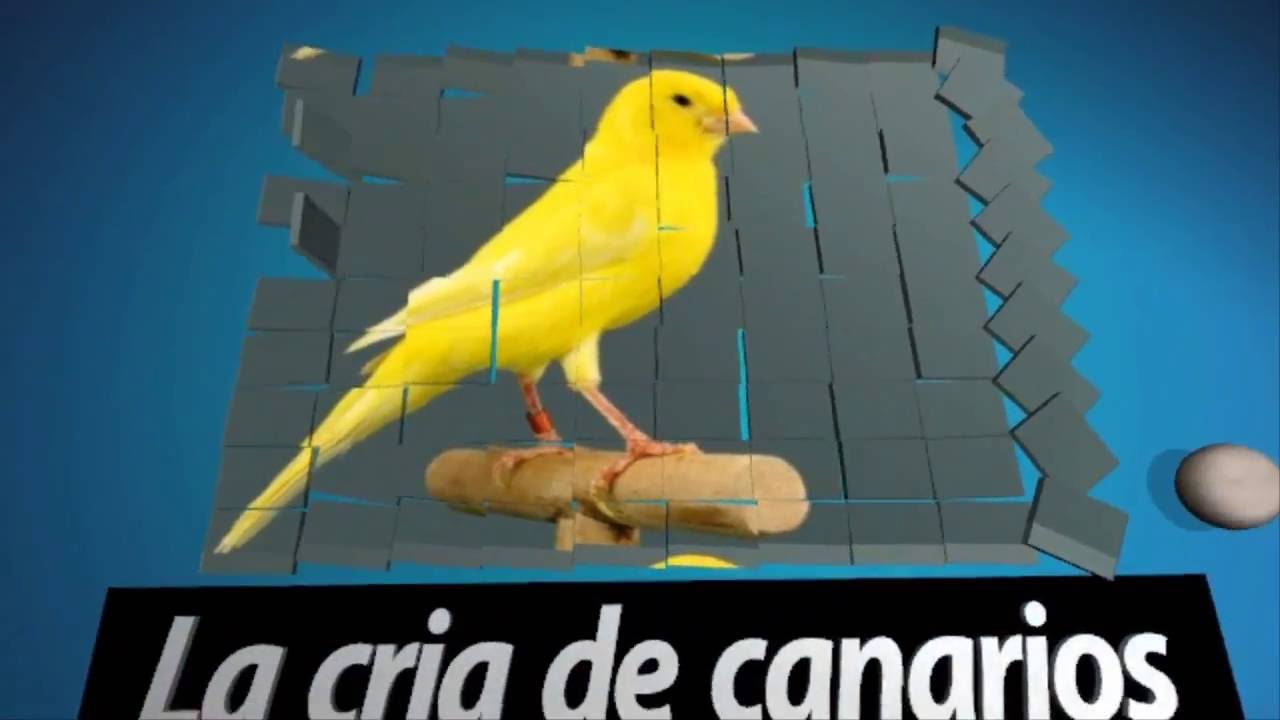 La cria de canarios ( como adelgazar a un canario )