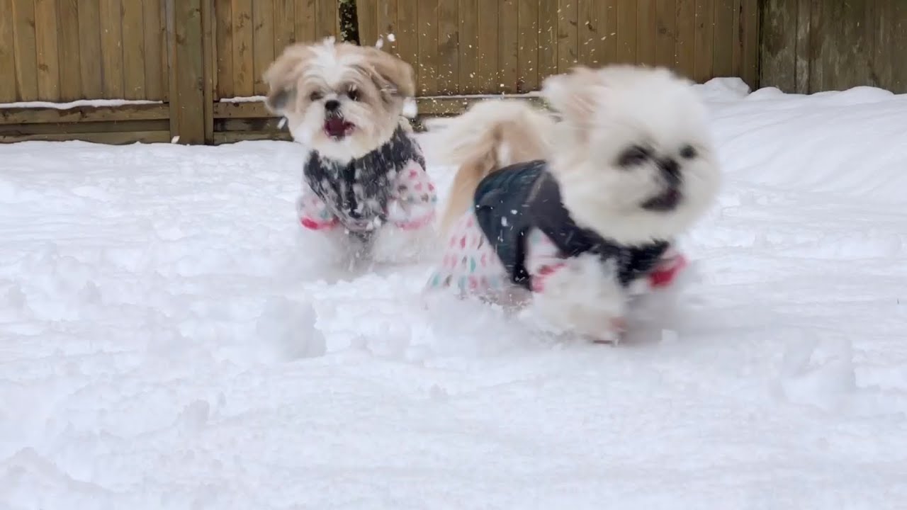 [shih tzu] 2020 Snow Fun