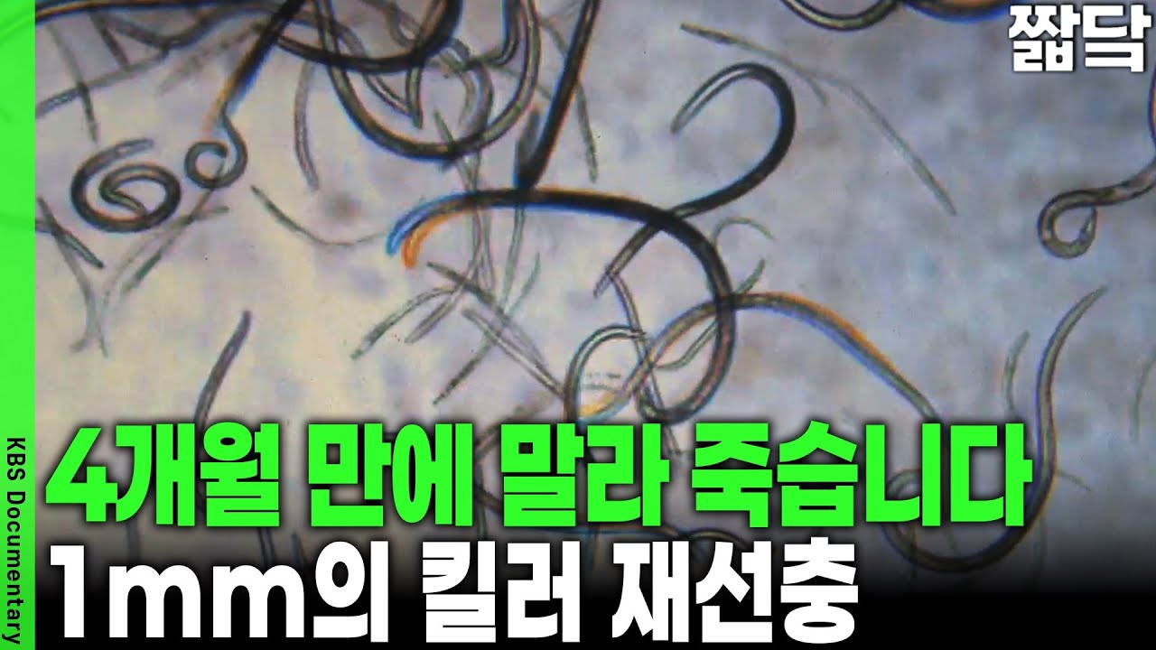 세계문화유산 양동마을도 습격당했다! 소나무가 멸종 위기에 처한 충격적 이유 | KBS 취재파일 K 20150125 방송