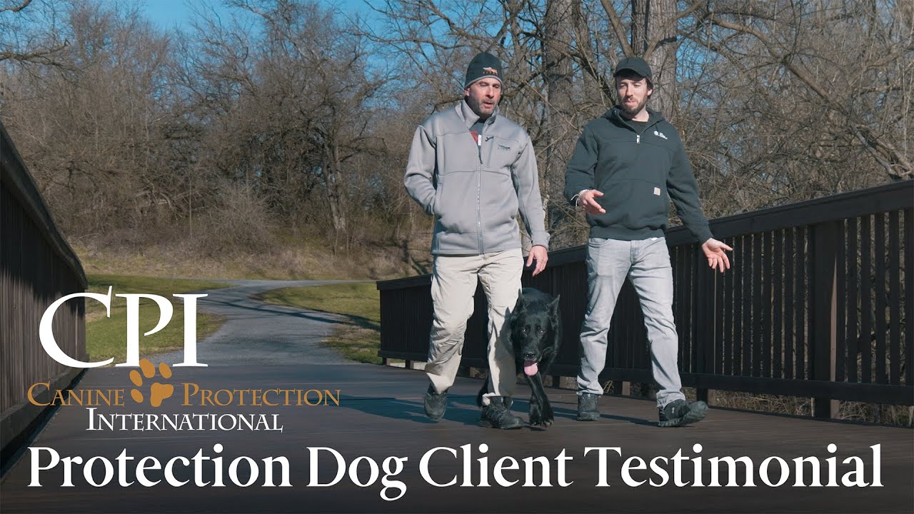 Canine Protection International: Protection Dog Banshee With New Family In Virginia