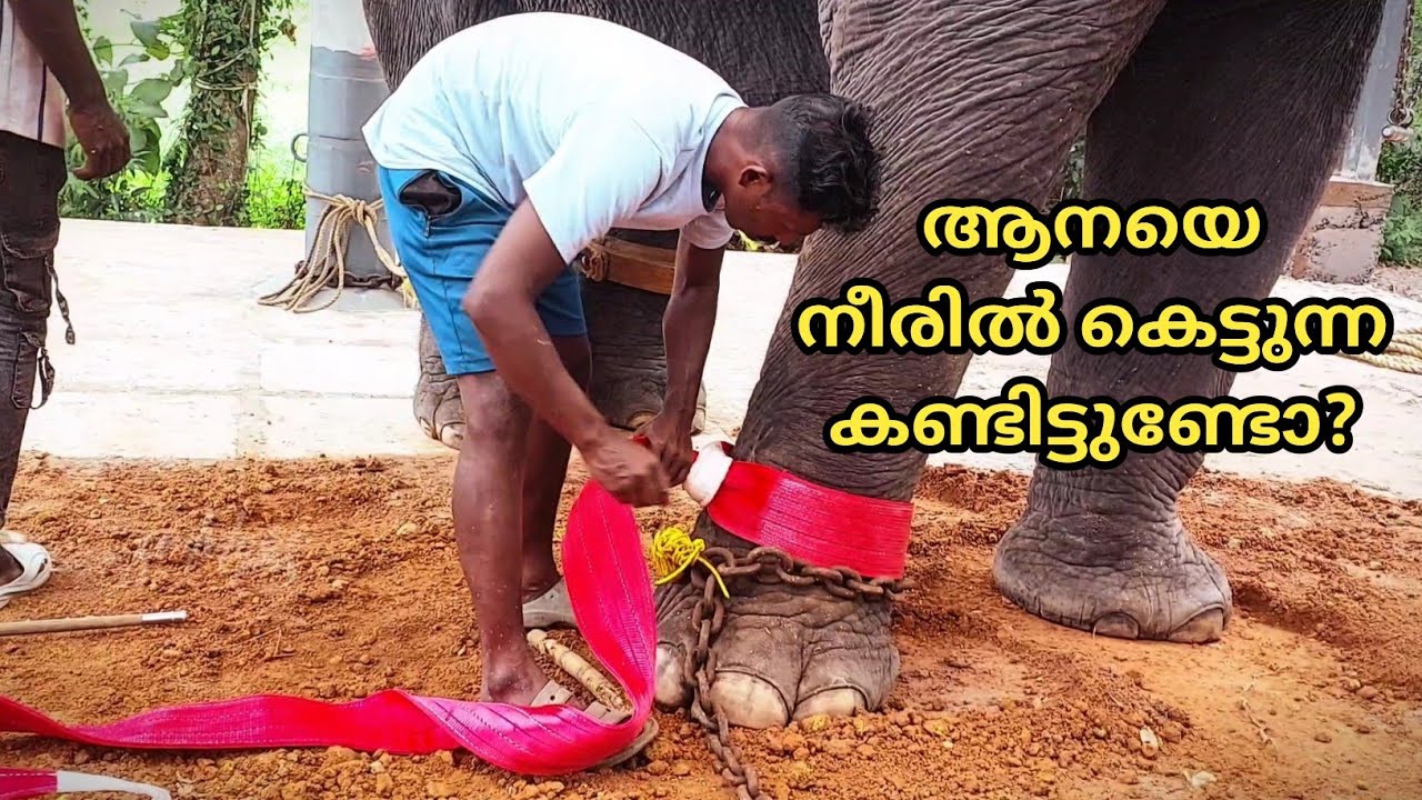 മണികണ്ഠനെ തൻ്റെ പുതിയ തറിയിൽ നീരിൽ കെട്ടിയുറപ്പിച്ച് സാബു ആശാൻ..🐘 #elephant #aanapranthanmar #aana