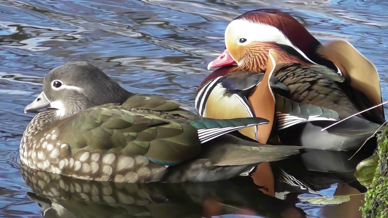 Aix galericulata : Moments of intimacy ; Momente der Intimit&auml;t ; Momente de intimitate