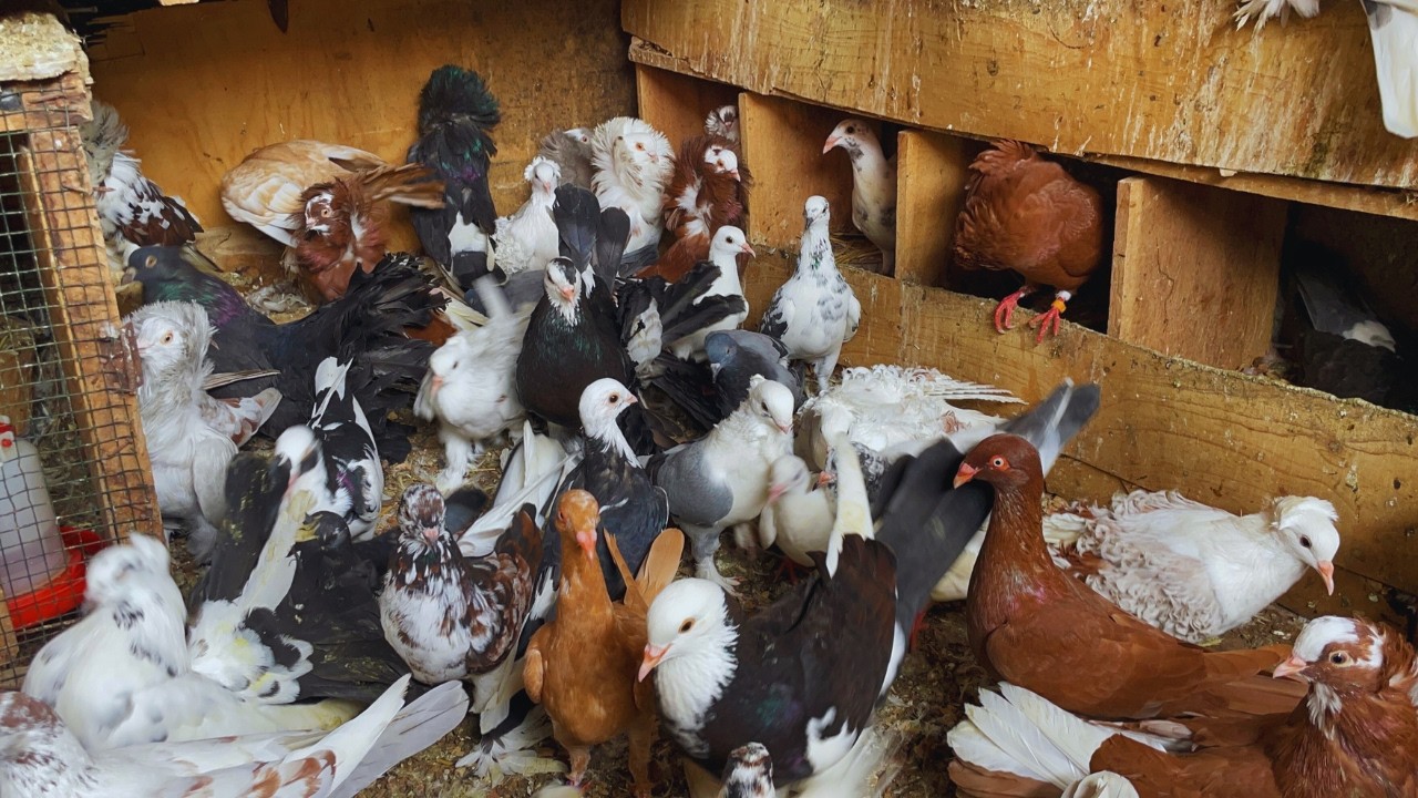 How to Manage 200+ Pigeon Droppings The Secret to a Clean & Dry Loft