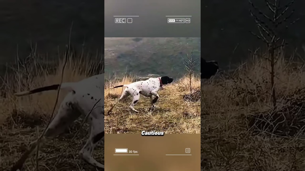 The rabbit fell into the ambush of the hunting dogs 