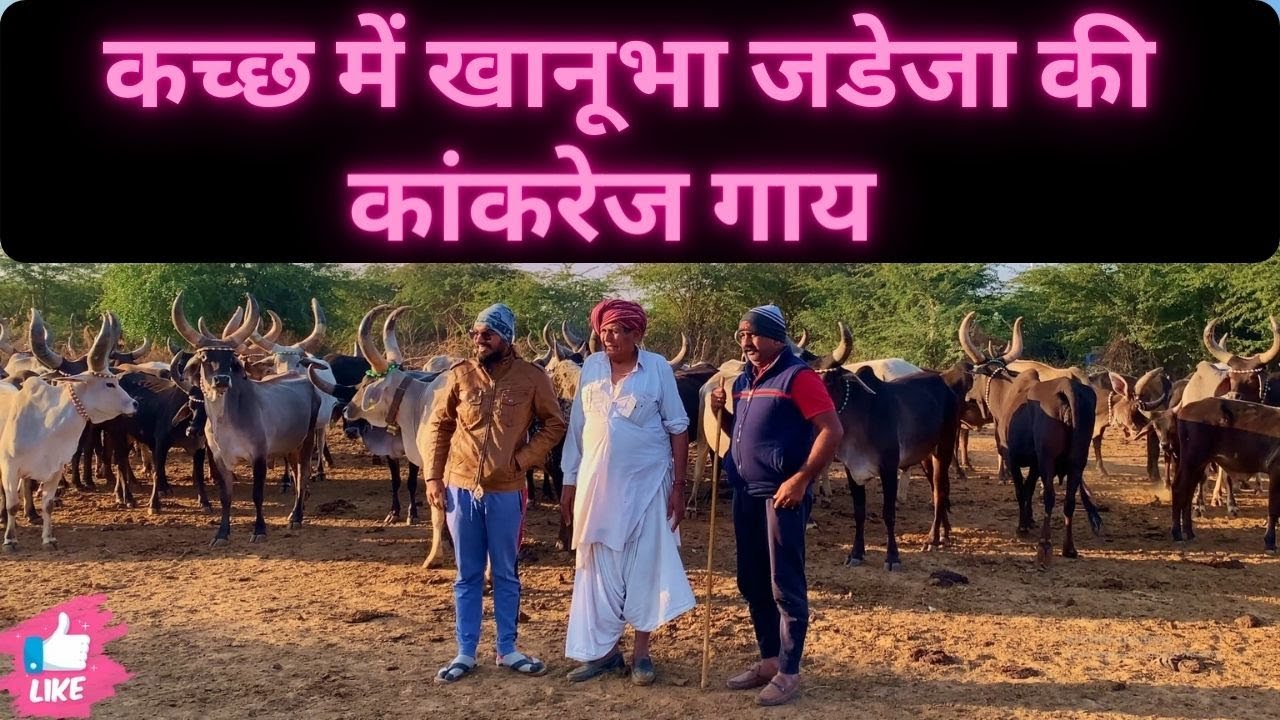 Kutch (कच्छ) Pure Kankrej Cow | Khanu Bha's Pure Kankrej Cow #kankrejCow #kutch #jayramdesai #karan