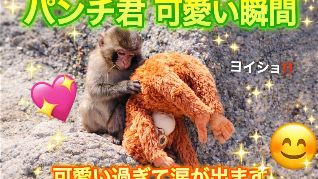 パンチ君　可愛い瞬間💖オランママを猿山に移動するパンチ君が可愛い過ぎる🐒