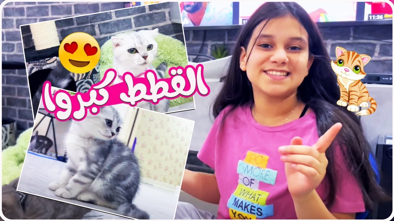 😍🐱شوفو قطط نور شلون كبروا ويلعبون كيوت