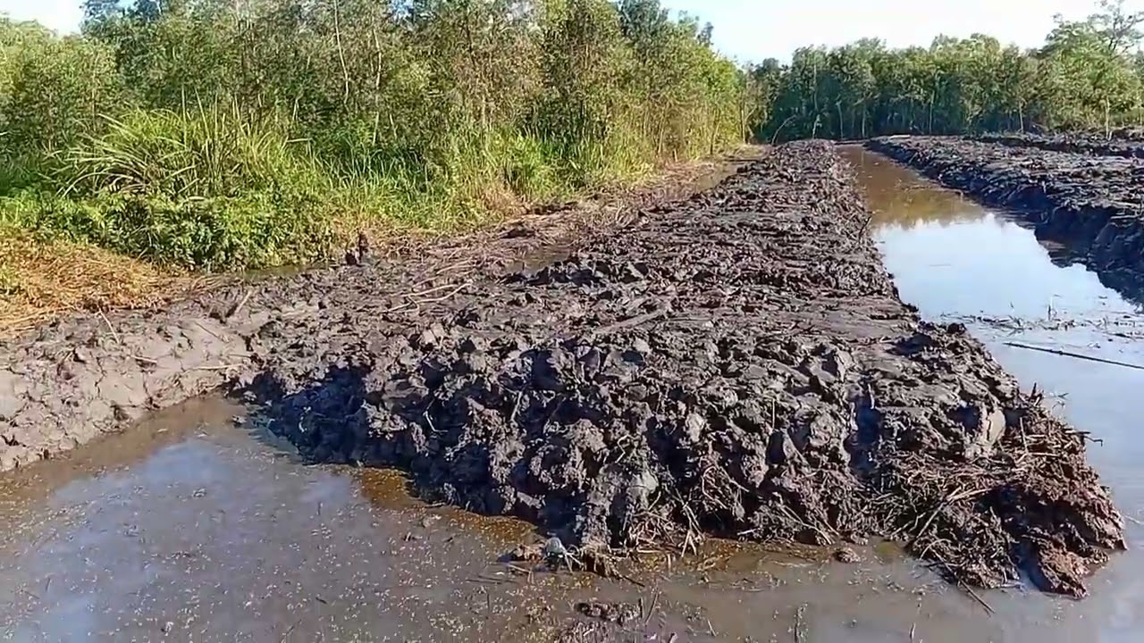 Modifikasi areal rawa (low land) dengan sistem MOUNDING