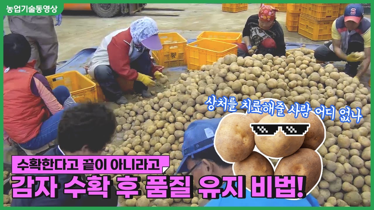 [농업기술동영상] 감자수확 후 관리요령