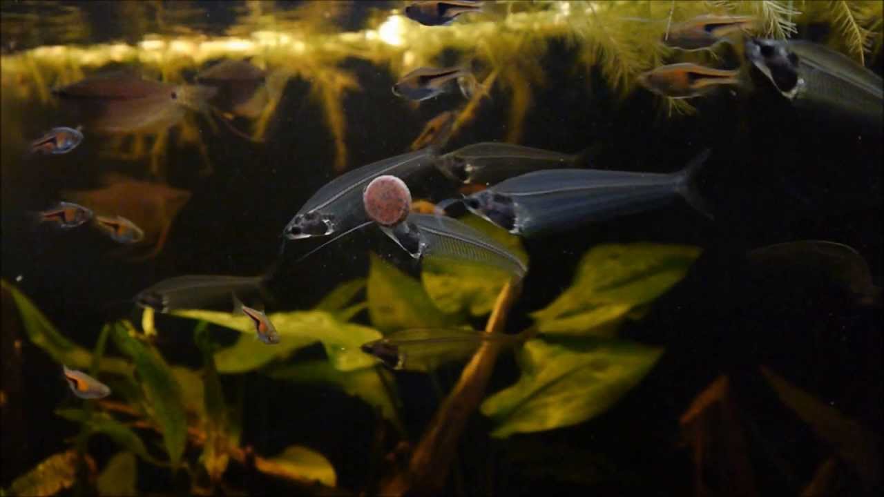 THAILAND Trichogaster leerii, Kryptopterus vitreolus, Trigonostigma espei [HD]