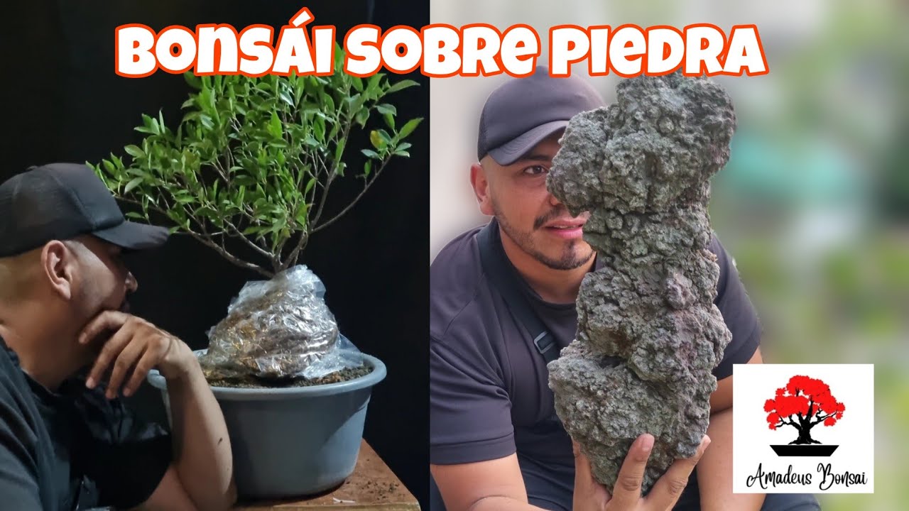 Haciendo un proyecto sobre Piedra - Con un Ficus
