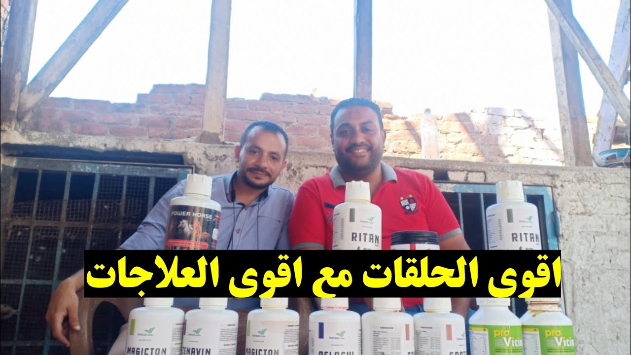 اجود العلاجات اثناء فتره الصيف اثناء فتره القلش والفرخ وموسم السباقات