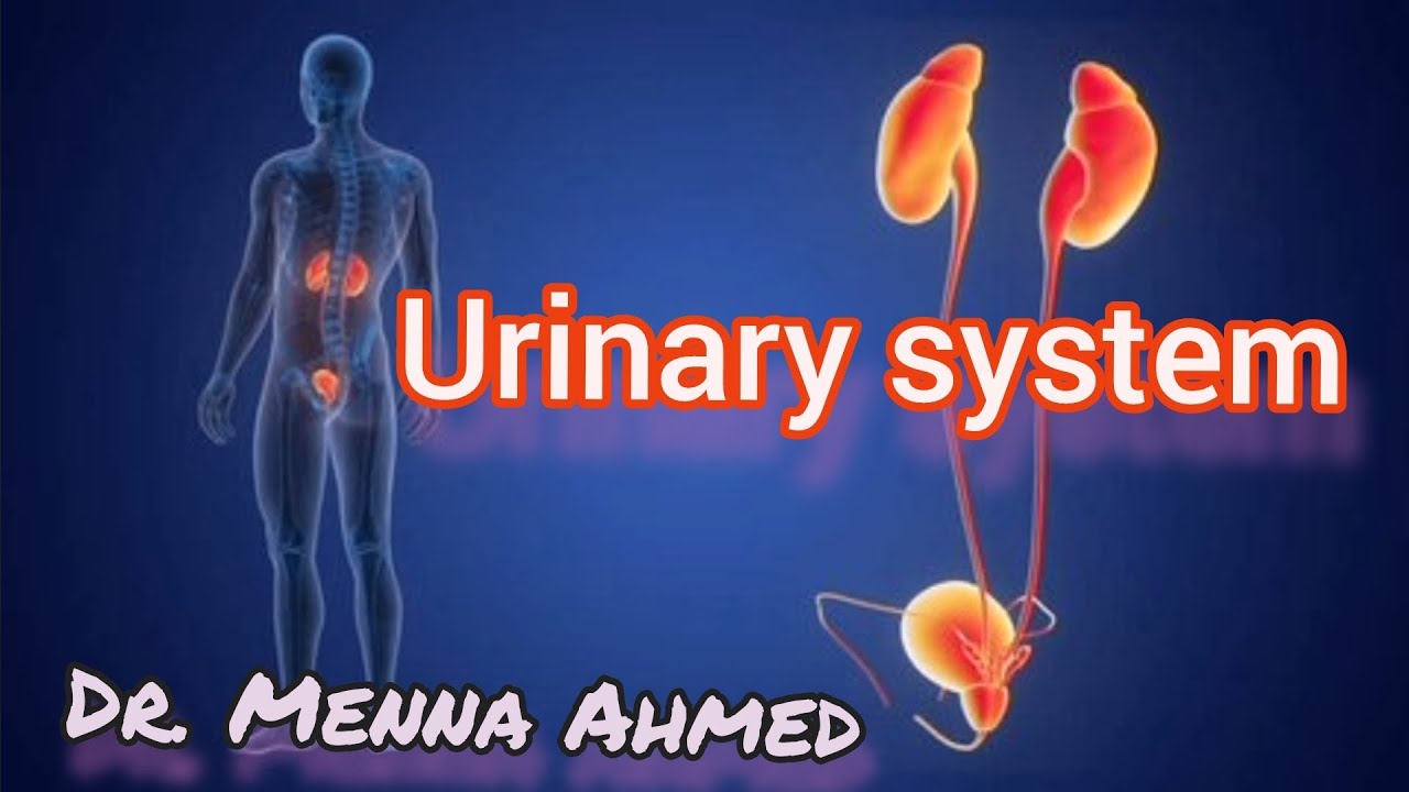 Urinary system اناتومى تمريض 