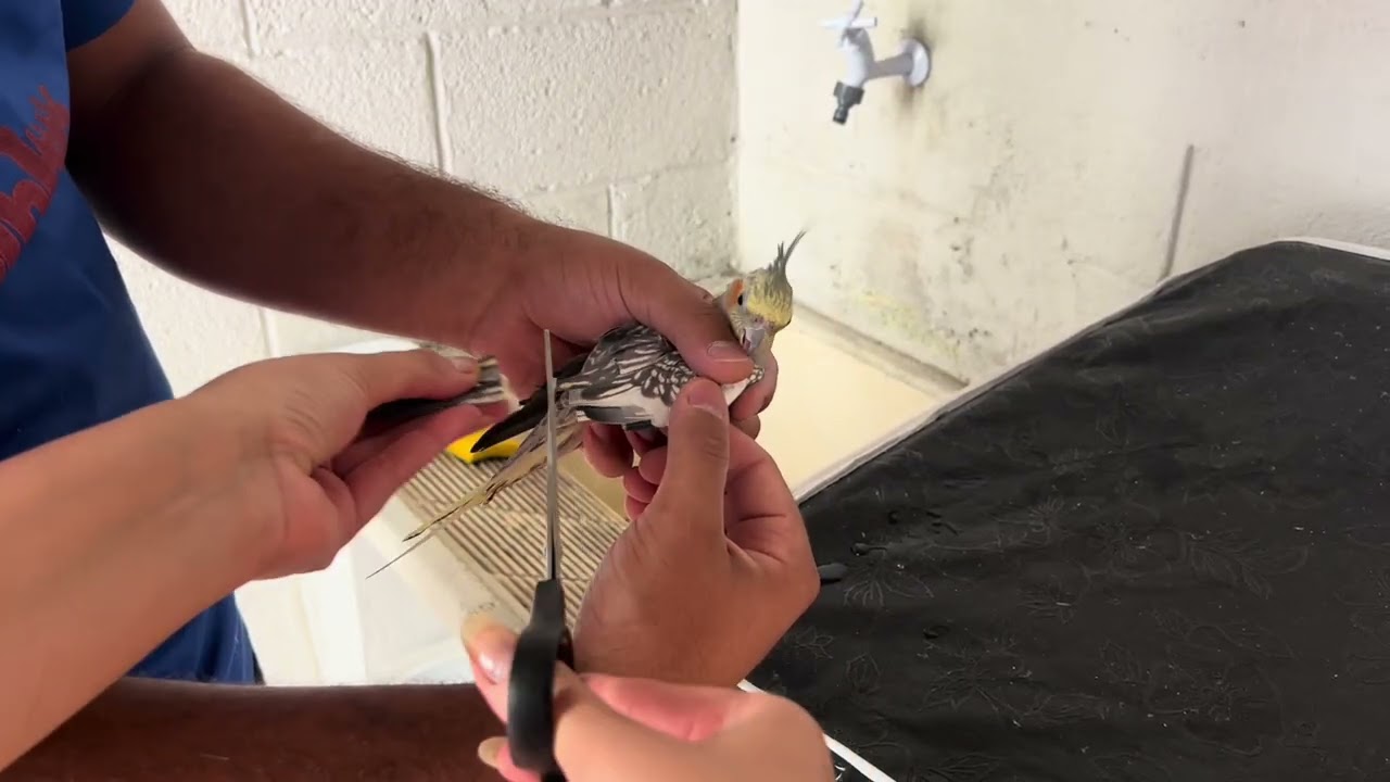 Como cuidamos dos nossos pássaros