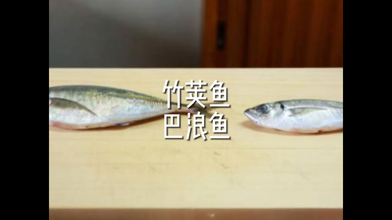 来自亲兄弟间的对比，竹荚鱼巴浪鱼该如何分辨 #抖音美食 #抖音美食推荐官 #抖音美食创作人 #日料 #爱吃的daniel