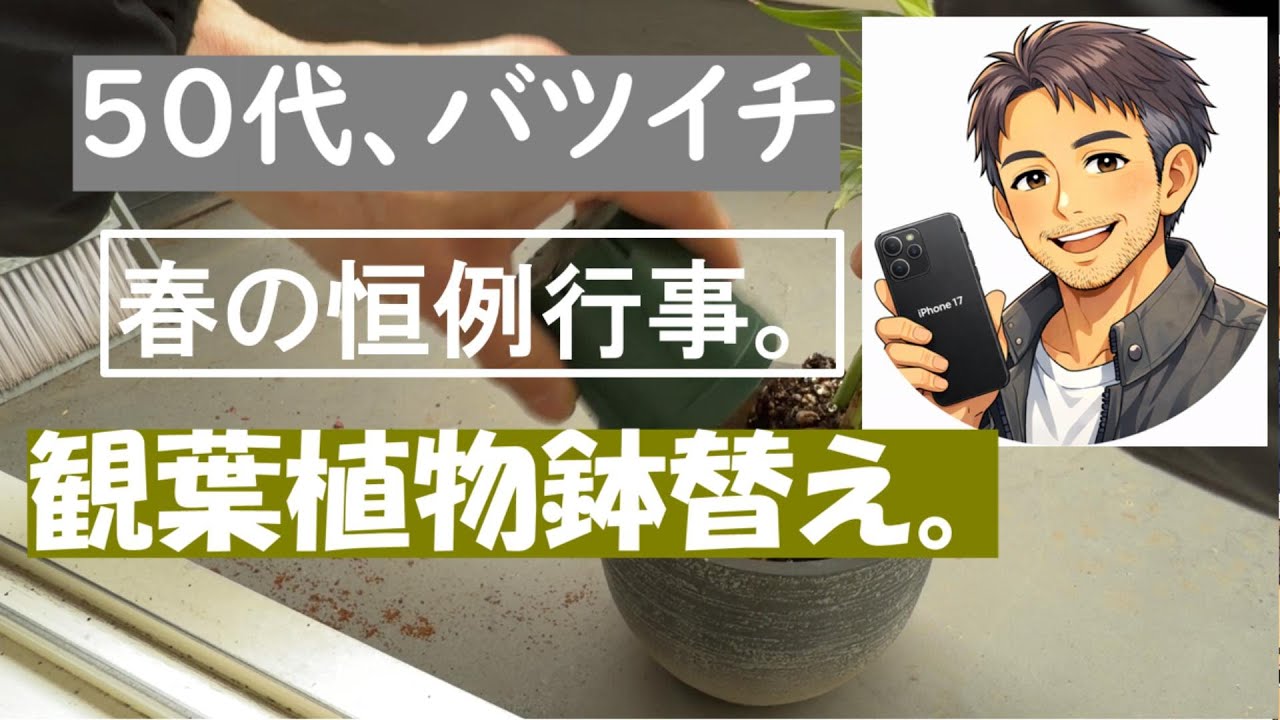 【春の恒例行事】観葉植物の鉢替え。