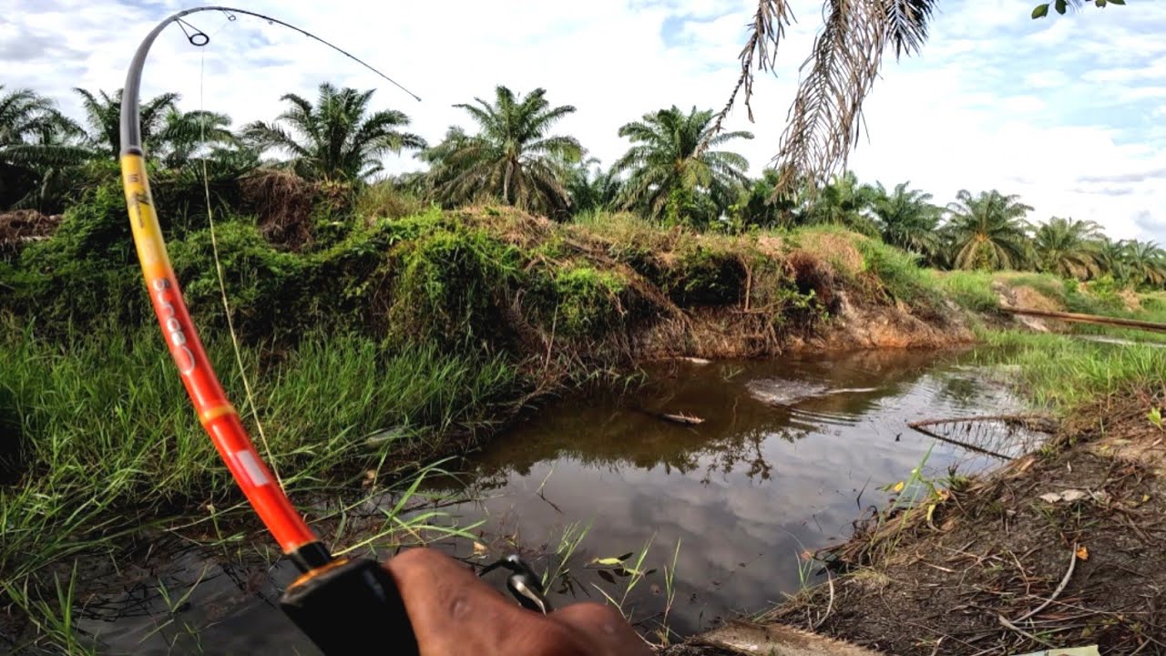 Di luar dugaan hanya mancing di lopak&sup2; bisa dapat sebanyak ini 